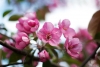 Generica - Fiori di primavera