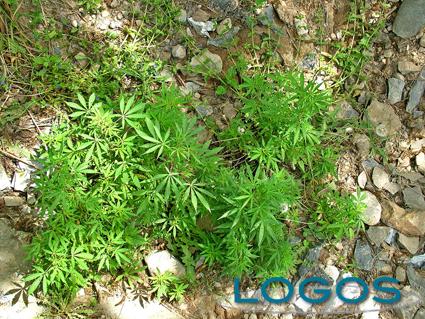 Bernate - Coltivazione di marijuana Bernate - Coltivazione di marijuana