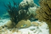 Castano Primo - Al via il corso di biologia marina (Foto internet)