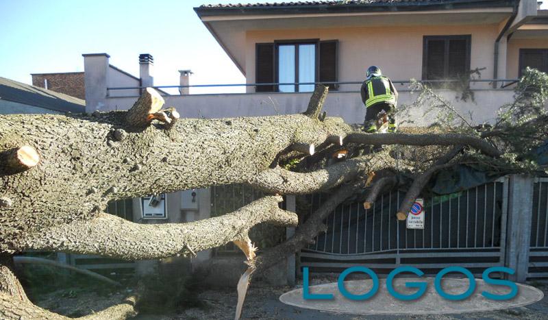 Turbigo - Vigili del fuoco al lavoro per rimuovere l'albero