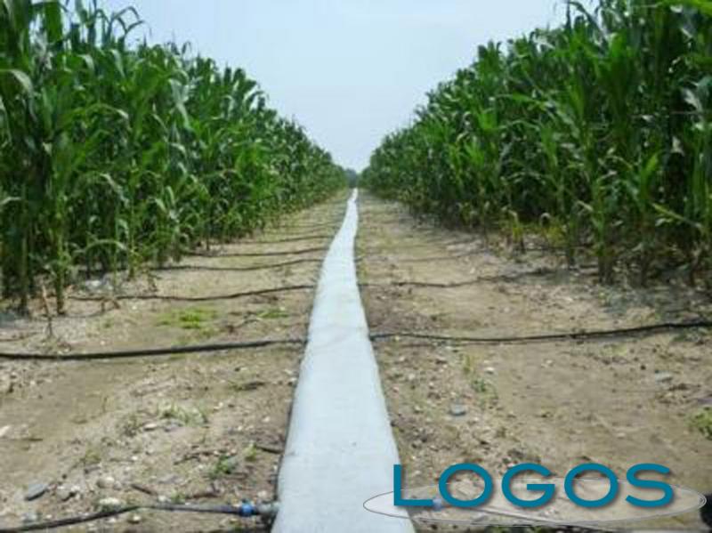 Territorio - Stagione irrigua positiva (Foto internet) Territorio - Stagione irrigua positiva (Foto internet)