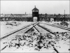 Generica - Auschwitz (da internet)