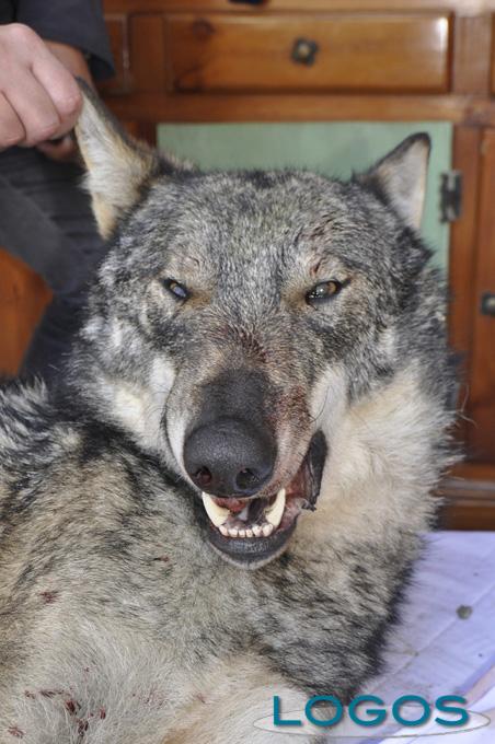 Malpensa - Il lupo trovato alle porte di Malpensa 