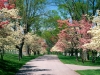 Meteo - Primavera ed alberi in fiore (da internet)