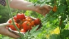 Generica - Pomodori in raccolta (da internet)