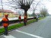 Cuggiono - Taglio piante in via Roma