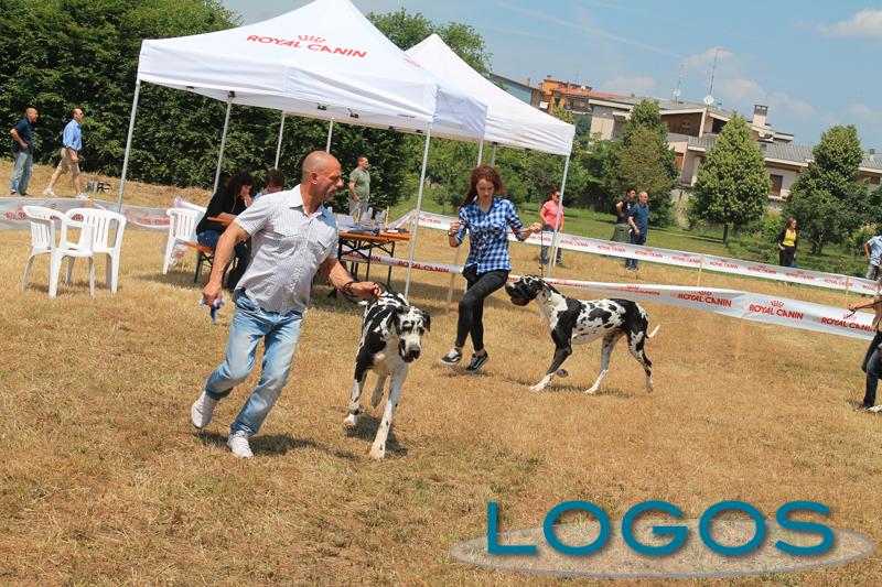 Cuggiono - Campionato Alani 2014.05