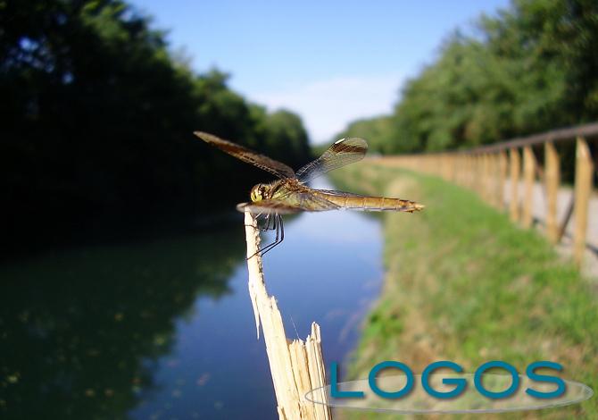 Arconate - Il canale Villoresi (Foto internet)