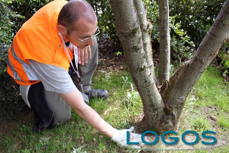 Territorio - Tarlo asiatico (Foto internet)