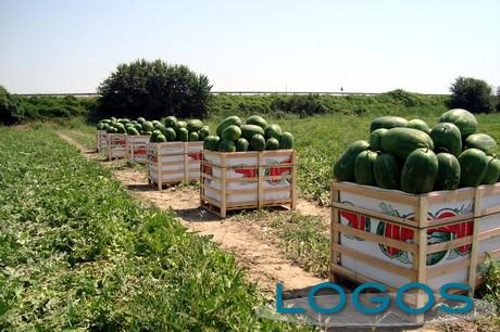 Generica - Campo di angurie (da internet)