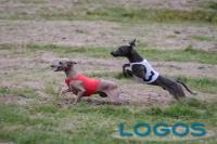 Castano Primo - Adelchi Romeo 