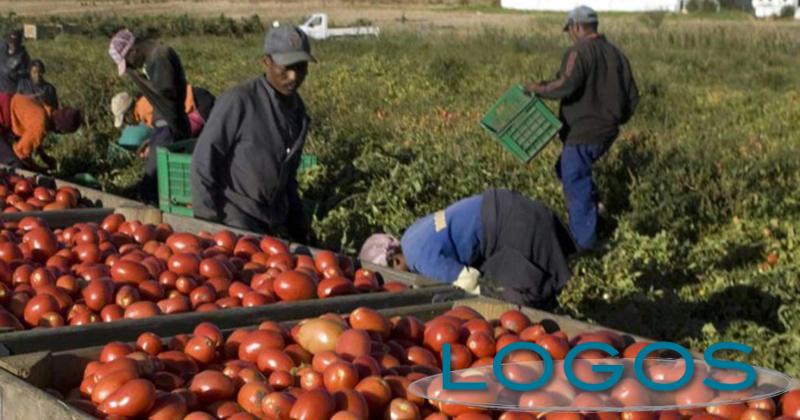 Inchieste - Lavoratori stranieri nelle aziende agricole (Foto internet)