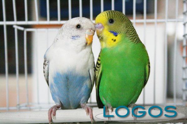 Cuggiono, Eventi