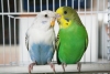 Generica - Uccelli in mostra