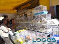 Inveruno - Fiera di Sant'Angelo 2015.02