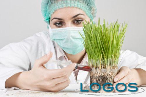 Attualità - Primo fiore biotech: "sì" dall'Europa (Foto internet)