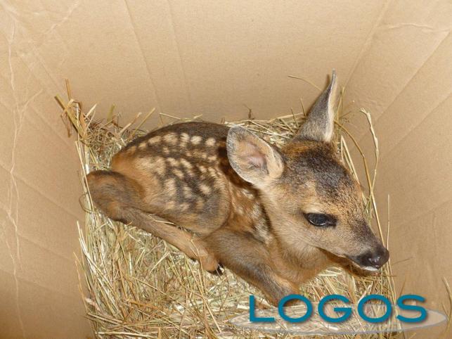 Territorio - Un cucciolo di capriolo