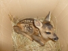 Territorio - Un cucciolo di capriolo
