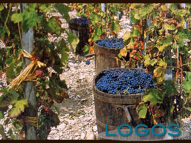 Attuaità - Vendemmia (Foto internet)