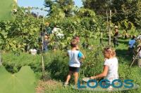 Cuggiono - Vendemmia in Villa 2015.08