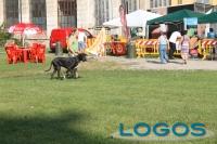 Cuggiono - Campionato Alani 2015.03