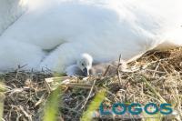 Nosate - Piccoli cigni