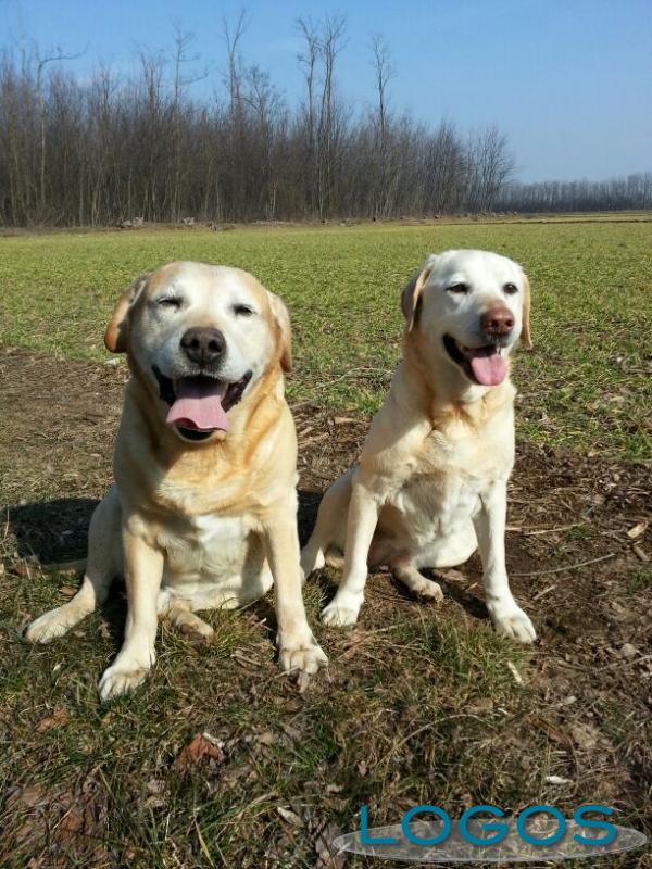 AnimaLogos