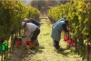 Attualità - Vendemmia (Foto internet)