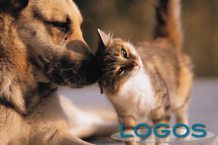 Castano Primo - Adotti un animale: ti sconto la Tari (Foto internet) Castano Primo - Adotti un animale: ti sconto la Tari (Foto internet)