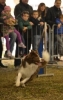 Inveruno - Esibizione di agility dog