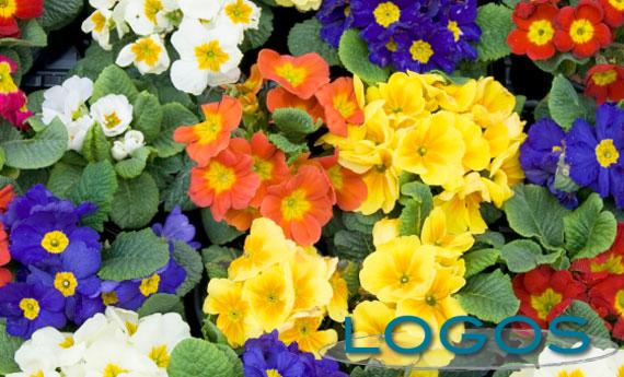 Generica - Primule in vaso (da internet)