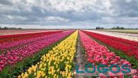 Generica - Campo di tulipani (da internet)