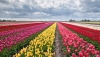 Generica - Campo di tulipani (da internet)