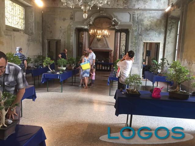 Castano Primo - Bonsai in mostra in Villa Rusconi Castano Primo - Bonsai in mostra in Villa Rusconi