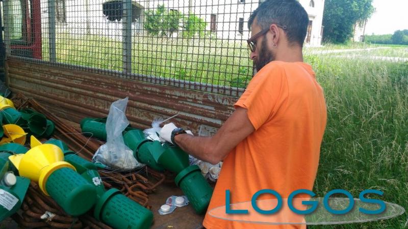 Territorio - Lotta alla Popillia japonica (Foto internet)