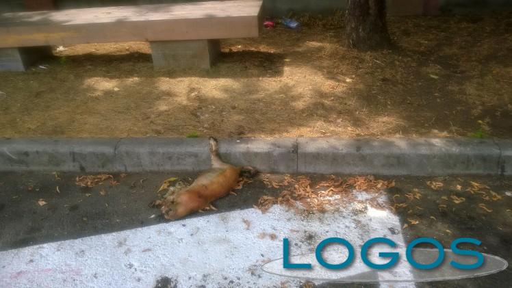 Castano Primo - Gatta trovata morta in vicolo Tortuoso 