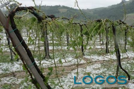 Generica - Grandine sui vigneti (da internet)
