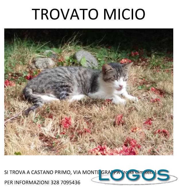 Castano Primo - Trovato micio, agosto 2017