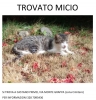 Castano Primo - Trovato micio, agosto 2017