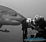 Inveruno - Raffaele Schlegel la 'signora degli squali' (Foto internet)