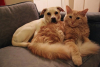 Attualità - Cani e gatti (Foto internet)
