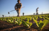 Attualità - Agricoltura (Foto internet)