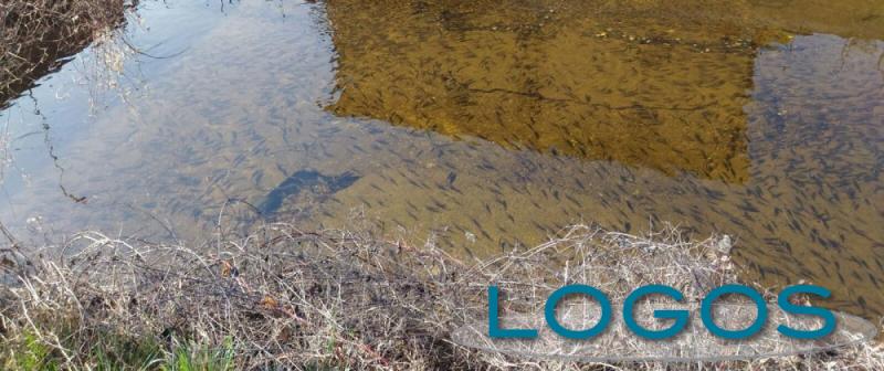 Territorio - Asciutta Villoresi e recupero fauna ittica Territorio - Asciutta Villoresi e recupero fauna ittica