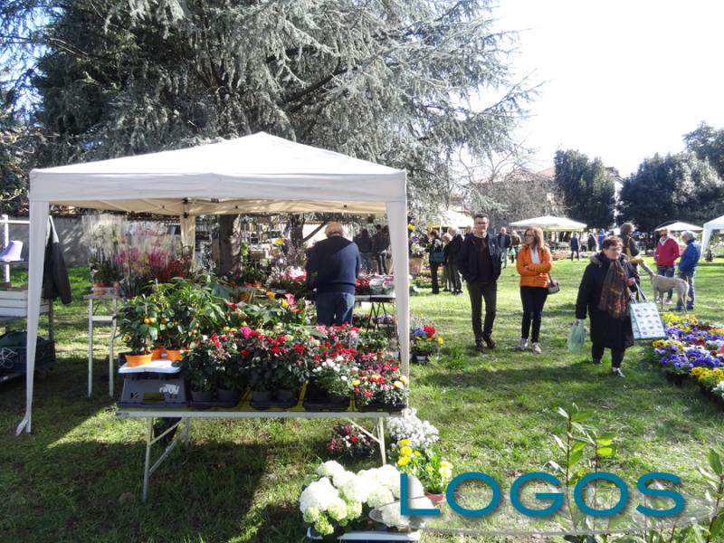 Inveruno - Floribunda 2018.07