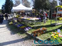 Inveruno - Floribunda 2018.01