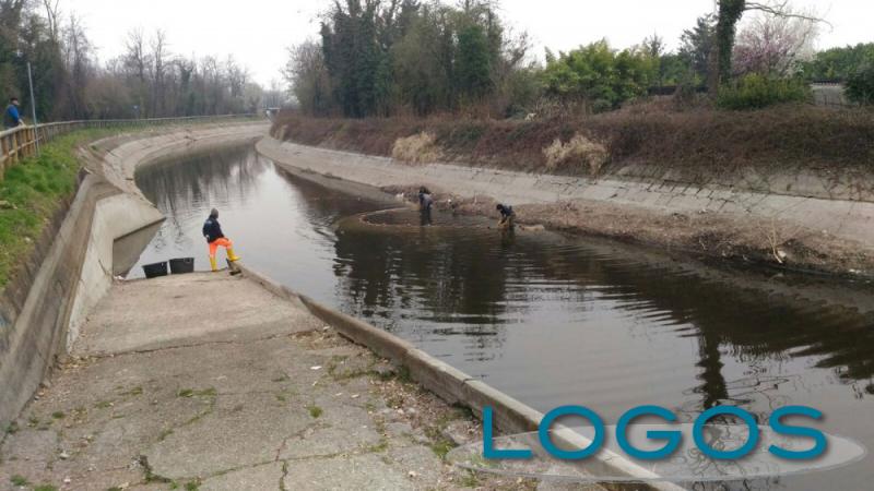 Territorio - Recupero fauna ittica Territorio - Recupero fauna ittica