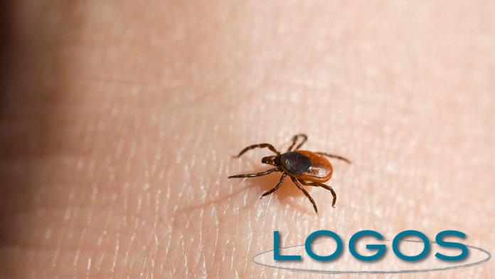 Salute - Zecca (Foto internet)