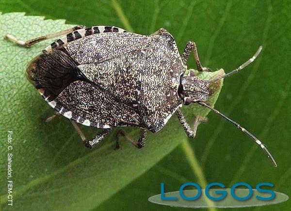 Energia e Ambiente - Insetti (Foto internet)