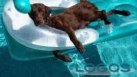 Attualità - Cani in piscina (Foto internet)