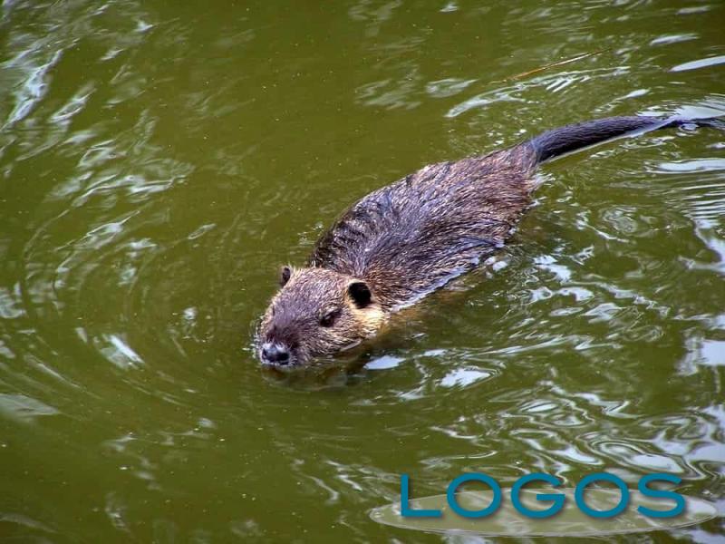 Attualità - Nutria (Foto internet)